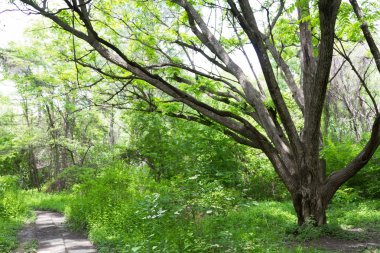 Ormandaki büyük ağaç.