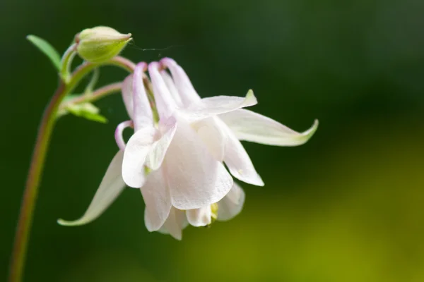 Flor de Bluebell rosa —  Fotos de Stock