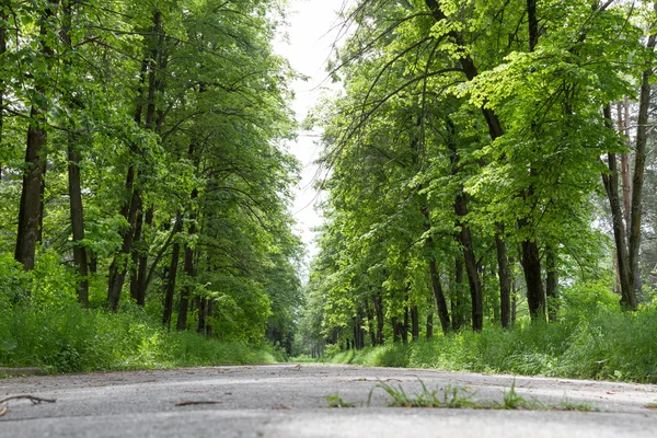 Steegje in het park onder lindens — Stockfoto