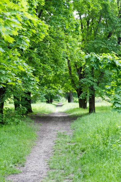 Gränd i parken bland ekarna Royaltyfria Stockfoton