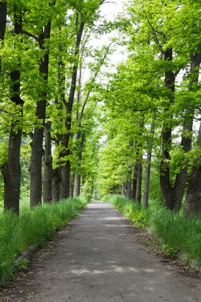 Allee im Park zwischen den Eichen Stockfoto