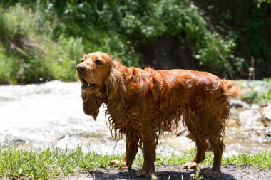 İngiliz cocker spaniel
