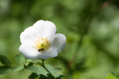 Beyaz yabani gül çiçek
