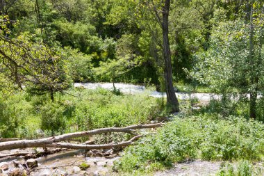 Nehri boyunca düşmüş ağaç
