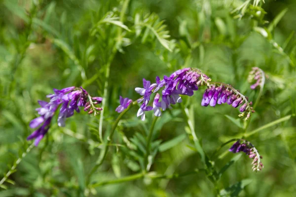 çim zemin üzerine Mor çiçek