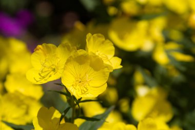 Güzel sarı çiçekler