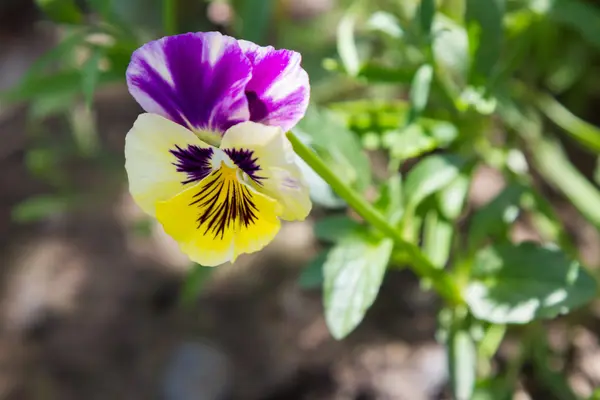 Flor pansy multicolorido — Fotografia de Stock