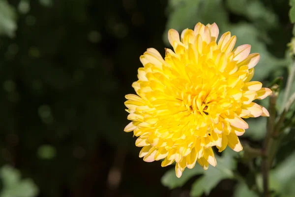 Fleur de chrysanthème jaune — Photo