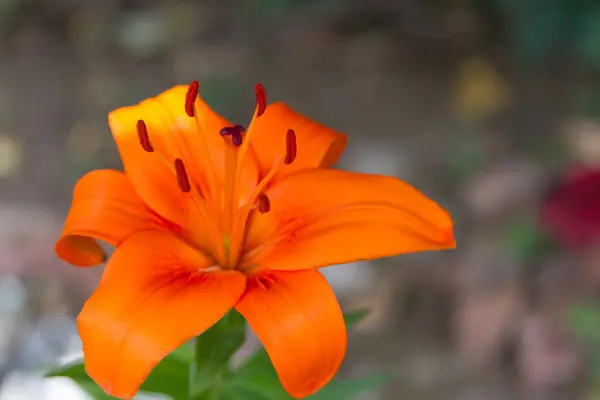 Flor de lirio naranja — Foto de Stock