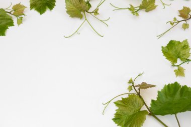 desen genç Vines beyaz yalan