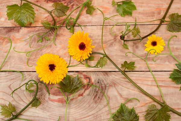 Fleurs de souci et de vigne — Photo