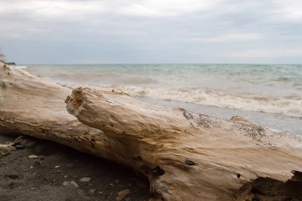 Tronco de madera en la orilla — Foto de Stock