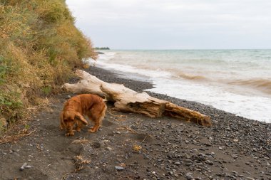 lake Alakol, İspanyol