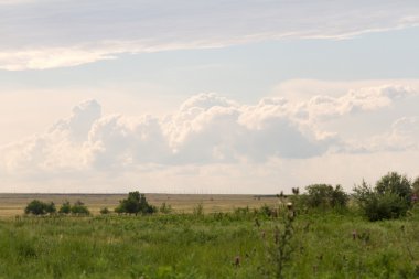 Kazakistan yeşil bozkırlarında