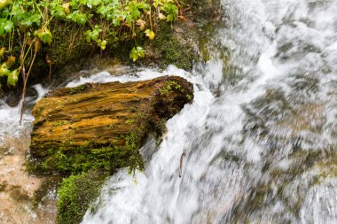 eski günlük yosun kaplı