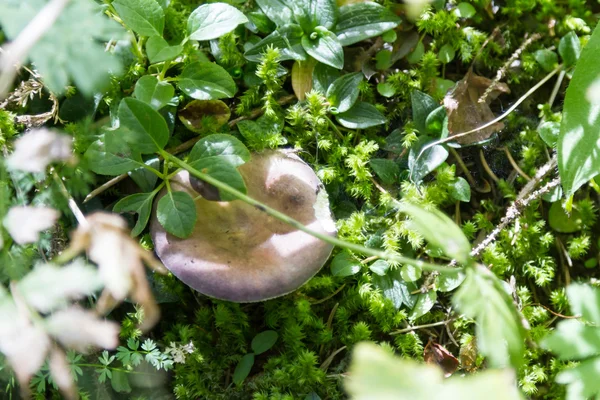 Russula hongo en la hierba — Foto de Stock