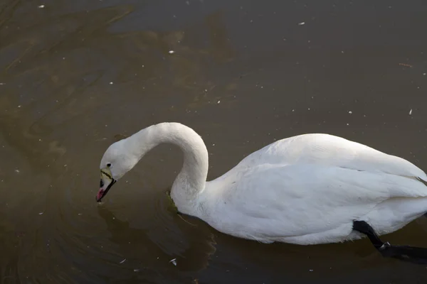 Weißer Schwan — Stockfoto