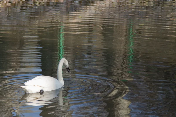 Cisne Branco — Fotografia de Stock