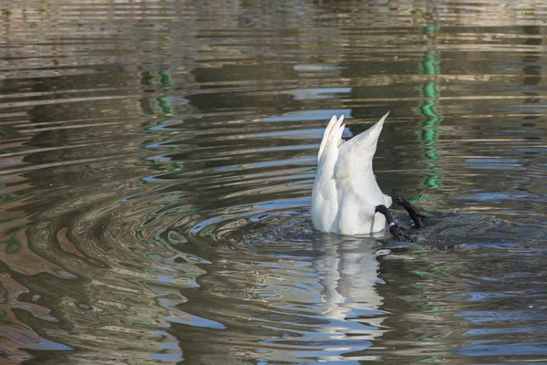 Cigno bianco — Foto Stock