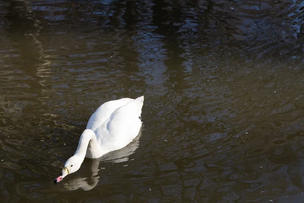 Cisne blanco —  Fotos de Stock