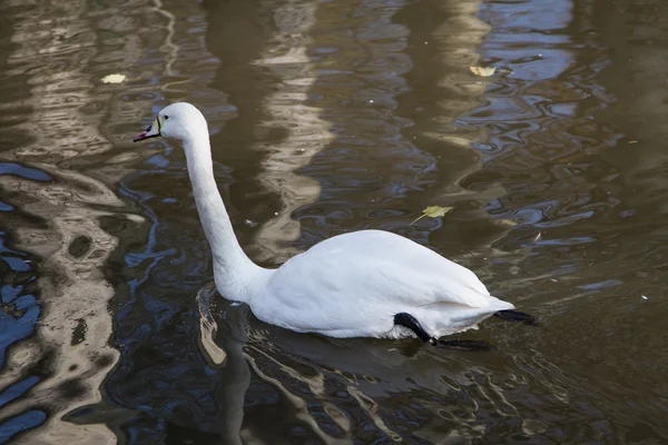 Cigno bianco — Foto Stock