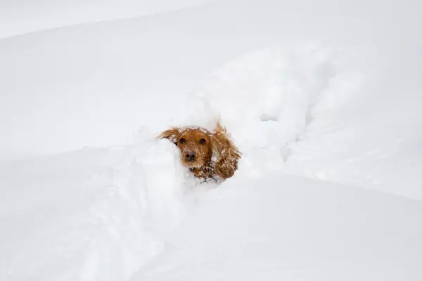 Spaniele w śniegu — Zdjęcie stockowe