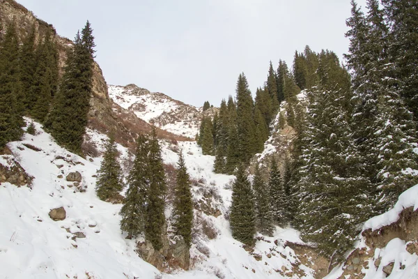 Tien Shan köknar — Stok fotoğraf