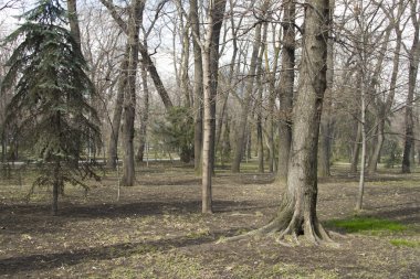 Şehir Parkı erken Bahar