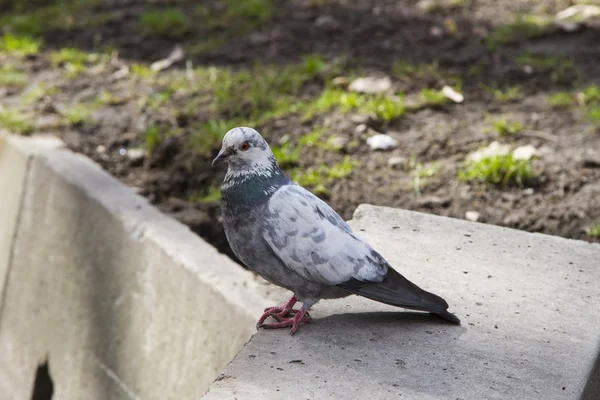 Pigeon — Stock Photo, Image