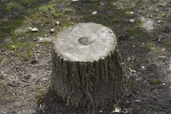 Trozo de árbol — Foto de Stock