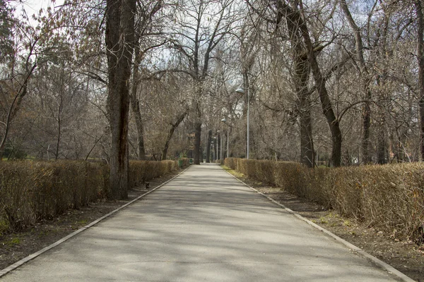 Alley in the central park — Stock Photo, Image