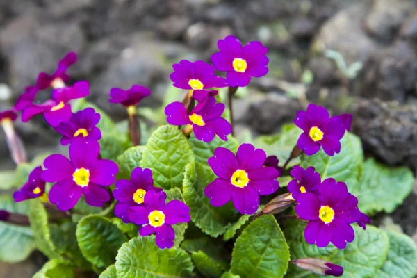 Early spring flowers — Stock Photo, Image