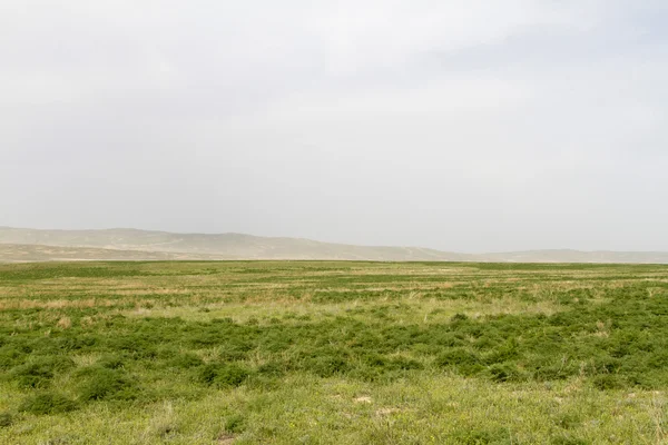 Steppe — Stock Photo, Image