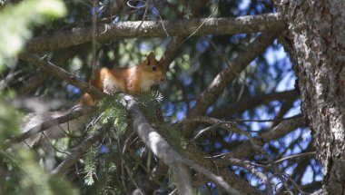 dallar arasında bir ağaçta sincap