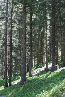 dağ üzerinde büyüyen köknar ağaçlarıyla