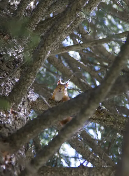 Σκίουρος πάνω σε ένα δέντρο μεταξύ υποκαταστημάτων — Φωτογραφία Αρχείου