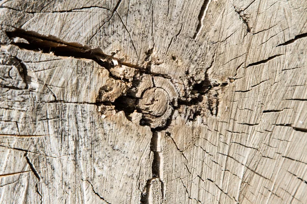 Tronco de árbol — Foto de Stock