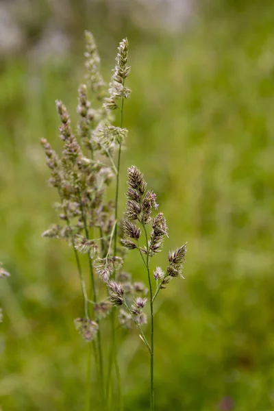 Çiçekli saz çimen — Stok fotoğraf