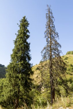 İki Tien Shan köknar