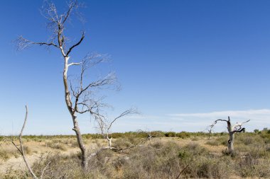 Çölde ölü ağaçlar