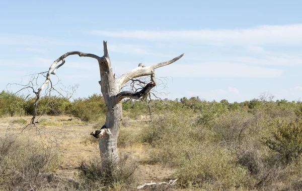 Alberi morti nel deserto — Foto Stock
