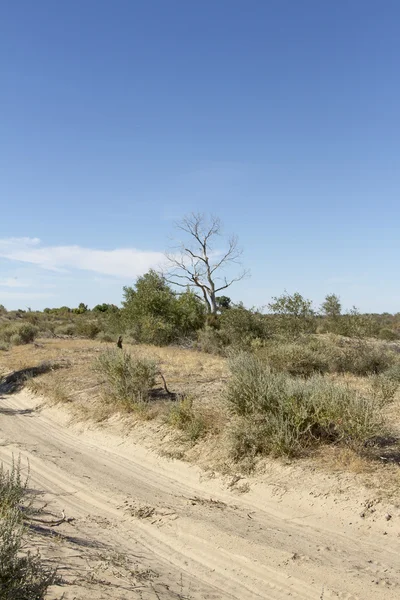 Estrada no deserto — Fotografia de Stock