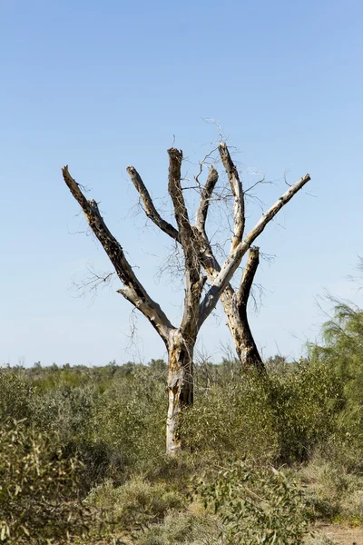 Tronchi d'albero secchi — Foto Stock