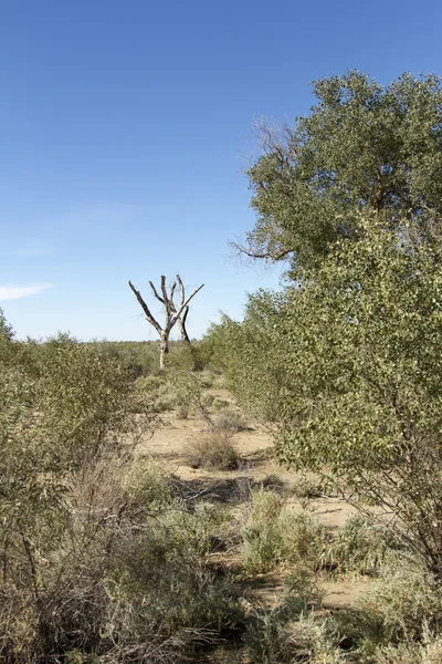 Troncos de árvores secas — Fotografia de Stock