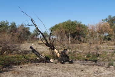yanan çalılar ve ağaçlar