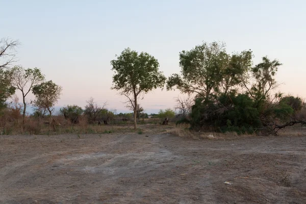 Steppa con alberi — Foto Stock