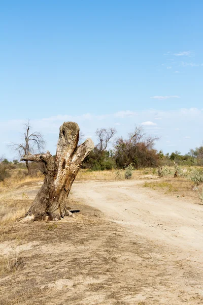 La souche d'un arbre au bord de la route — Photo