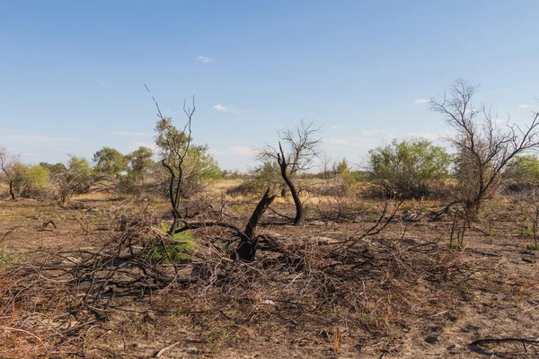 Steppe — Stockfoto