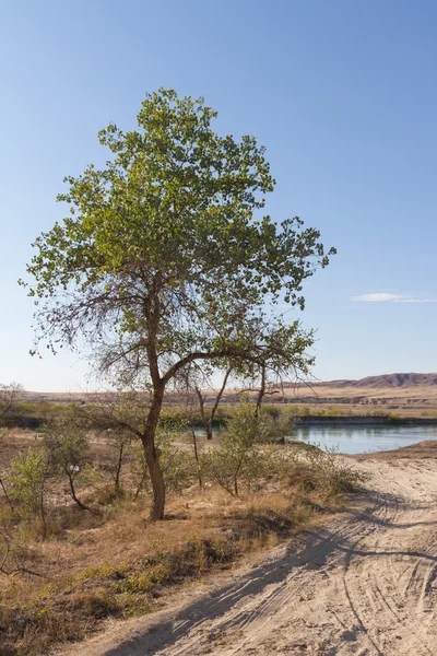 Strada nel deserto fino al fiume — Foto Stock