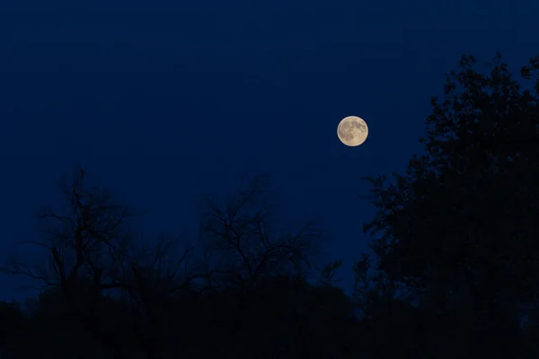 A lua no céu da noite — Fotografia de Stock